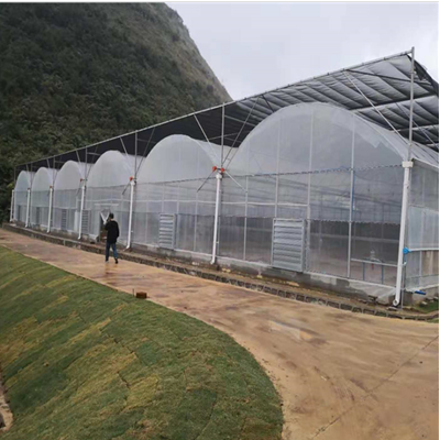 花卉種植利器 薄膜連體大棚的優(yōu)勢與建設(shè)要點(diǎn)
