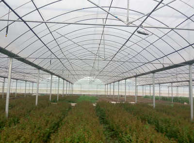大棚薄膜之殤 連棟溫室偷工減料背后的崩塌風(fēng)險(xiǎn)