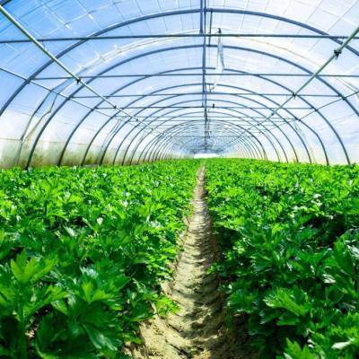青州鑫澤溫室 簡(jiǎn)易薄膜單體棚，助力蔬菜種植新篇章